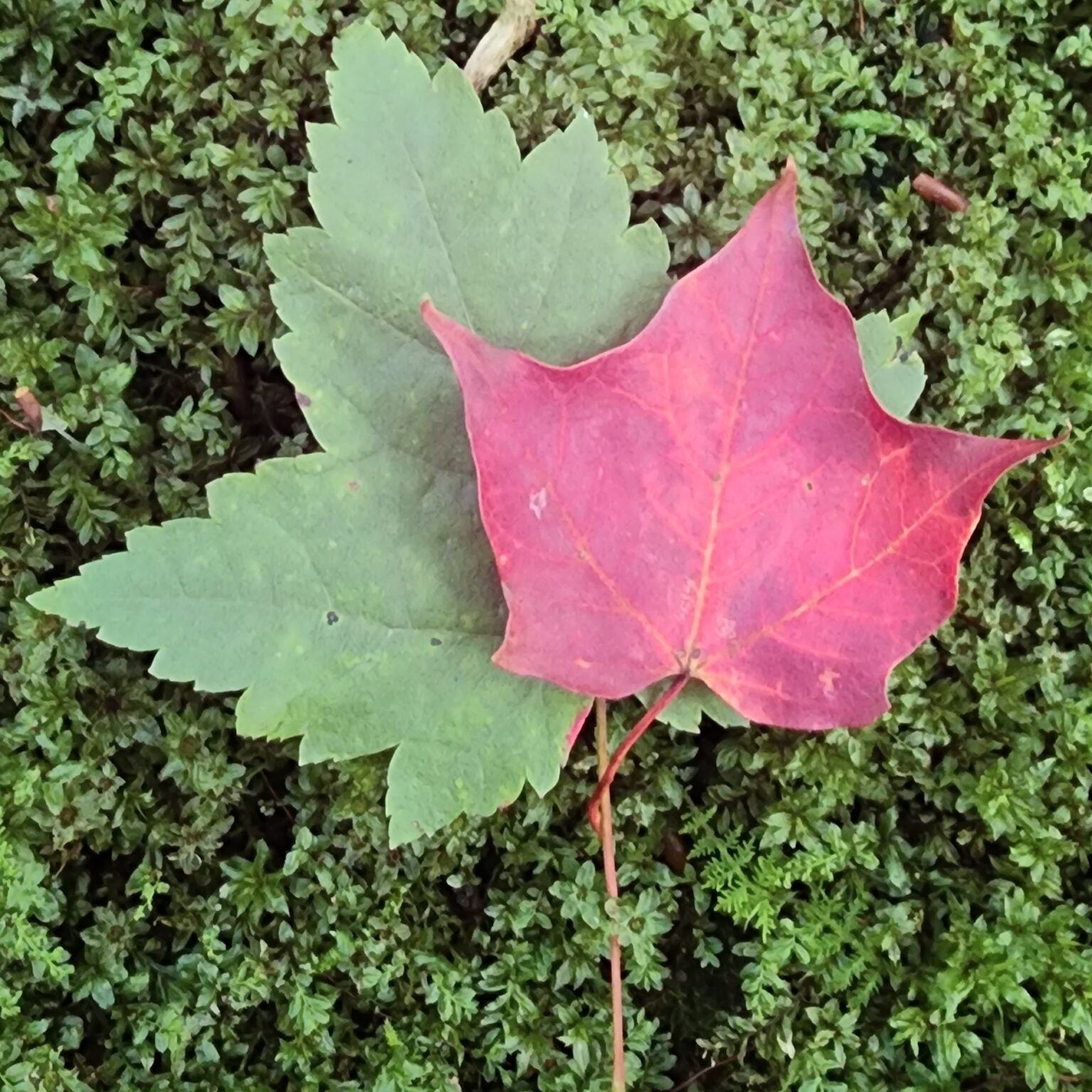 red and green maple leaves