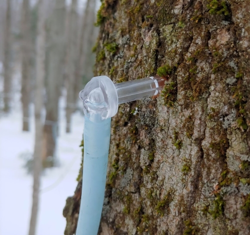 Maple Tree with spout