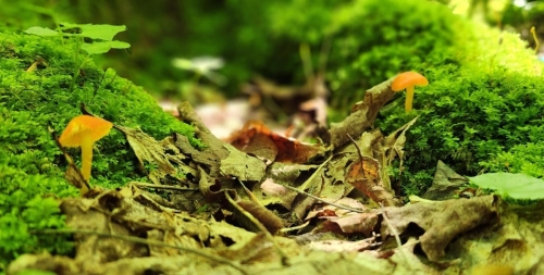 Mini mushrooms on moss