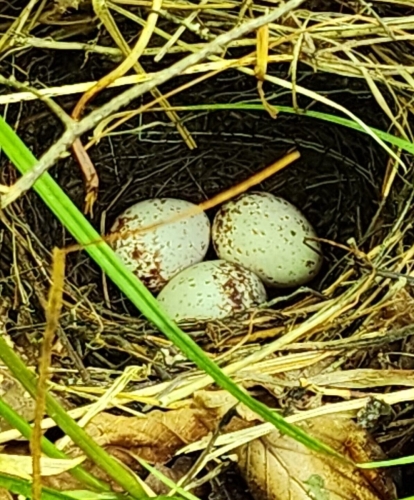 Oven bird eggs